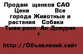 Продам ,щенков САО. › Цена ­ 30 000 - Все города Животные и растения » Собаки   . Тыва респ.,Ак-Довурак г.